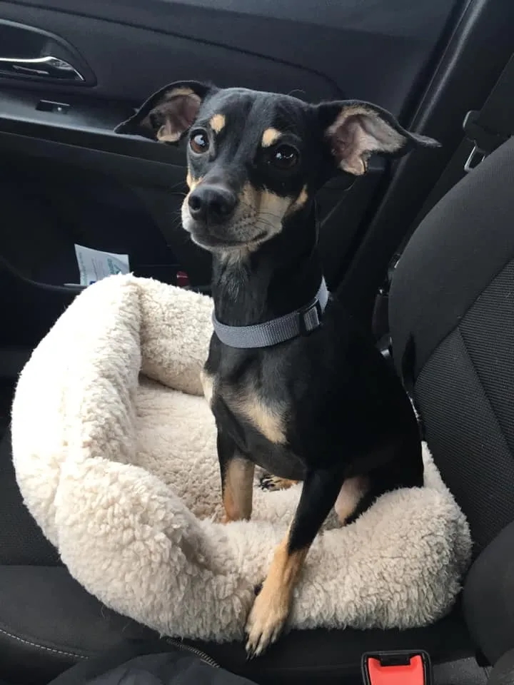 A happy dog resting in a cozy seat during transport